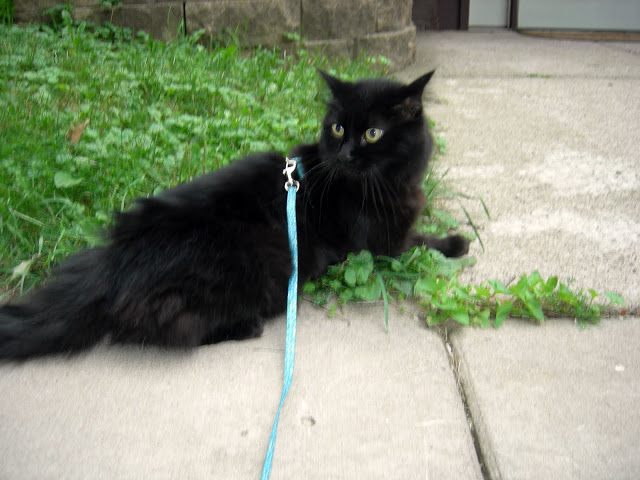 31 New Things:  Walk My Cat On A Leash and Be All “What?”