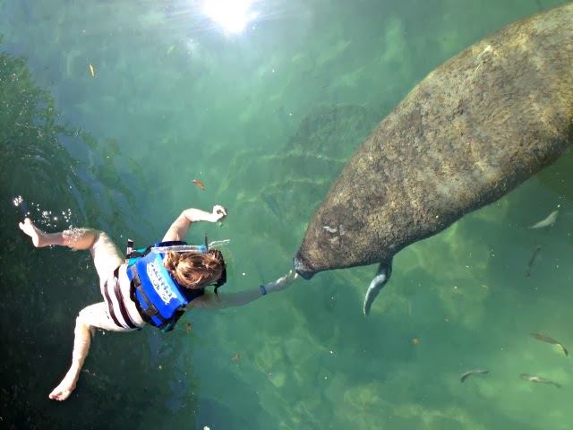 New Things: Swim With A Manatee