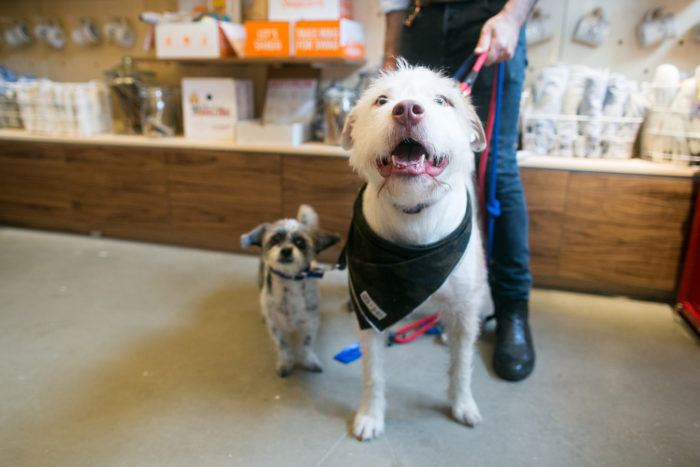 What would it be like to open your own dog cafe?! A dream? A Department of Health nightmare? Both? Click through for one dog-lover's business story!