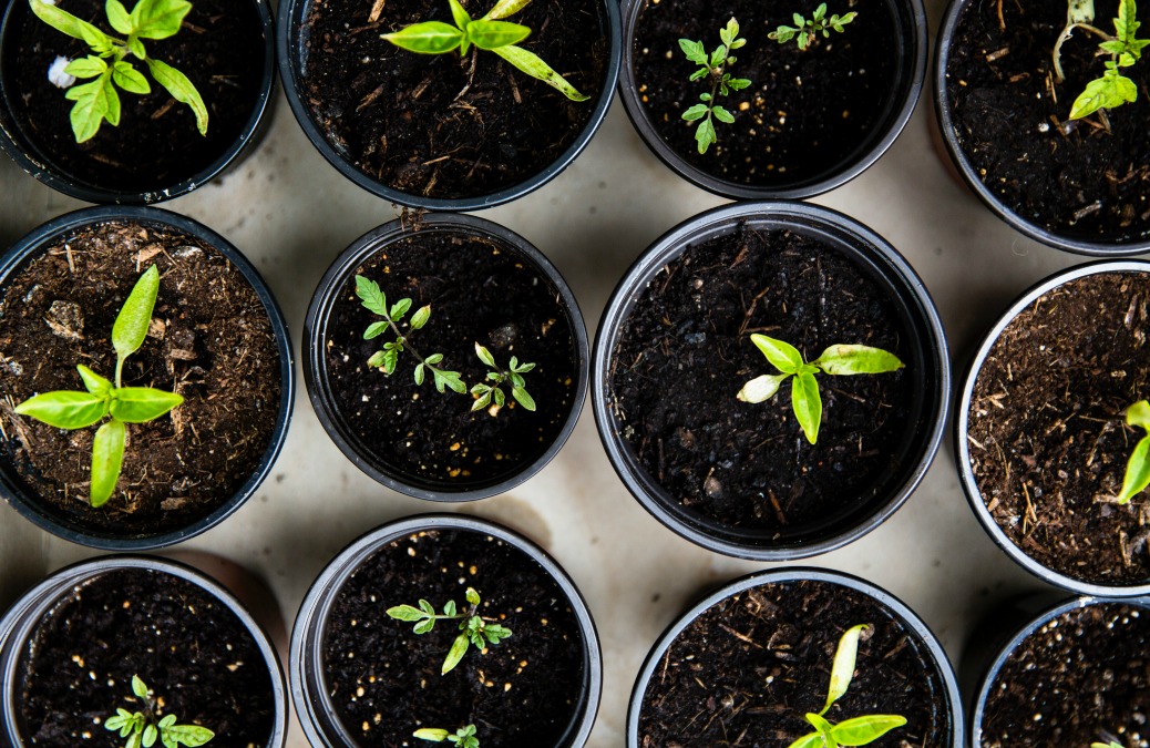 Plant a seed for Future You + 9 ideas to get you started